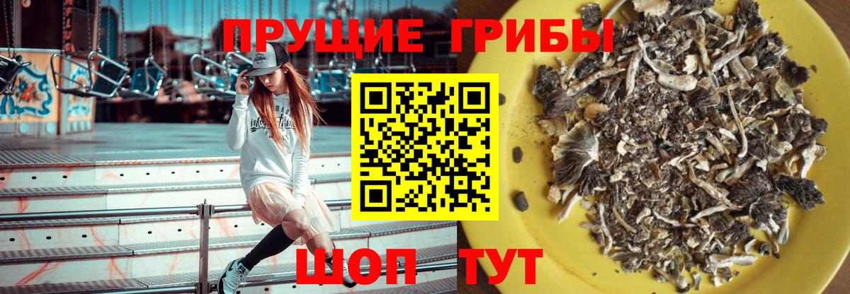 Галлюциногенные грибы GOLDEN TEACHER  Вход с VPN  Семилуки  Галлюциногенные грибы прущие грибы 